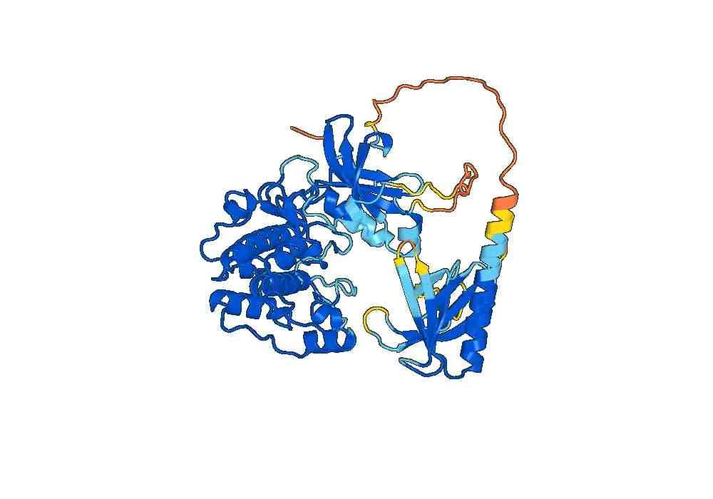 RAC-alpha serine-threonine-protein kinase(AKT1)