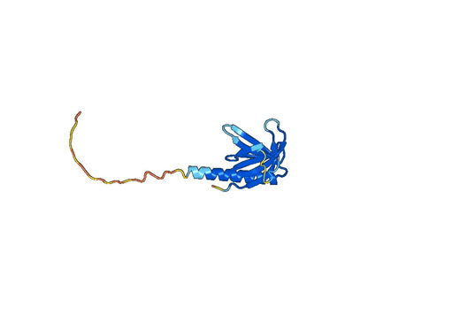 RAC-gamma serine, threonine-protein kinase(AKT3)