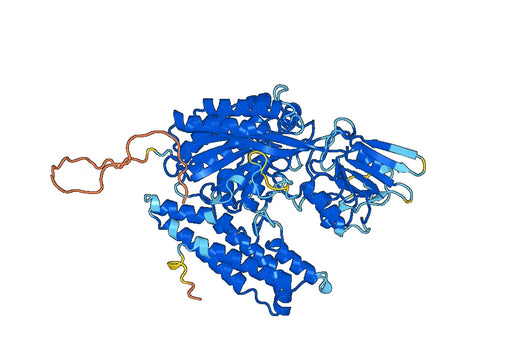 Rat CD71 recombinant protein