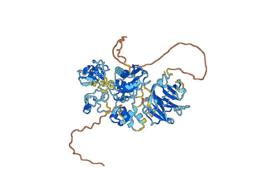 Rat MMP9 recombinant protein
