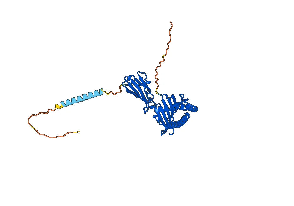 Recombinant Anti-HLA-A2-peptide (FMNKFIYEI) Complex (AMC-79)
