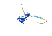 Recombinant Anti-HLA-A2-peptide (LLLTVLTVV) Complex (M3B8)