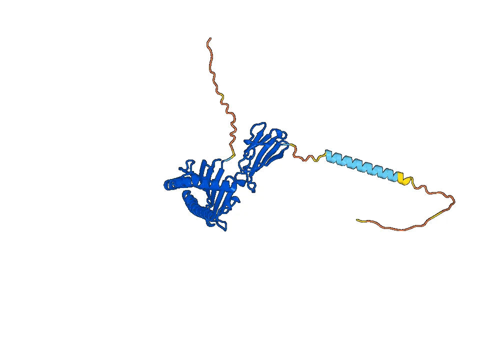 Recombinant Anti-HLA-A2-peptide (LLLTVLTVV) Complex (M3B8)