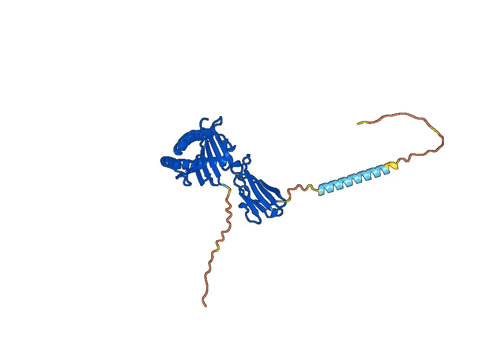 Recombinant Anti-HLA-A2-peptide (TDQVPFSV) Complex (1C8)