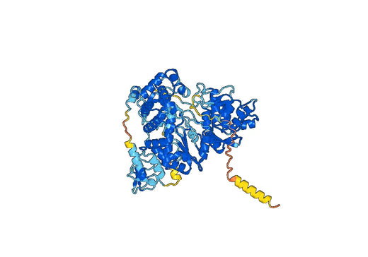 Recombinant ASFV Genome polyprotein Protein, N-His