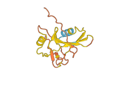 Recombinant ASFV I10L Protein, N-His