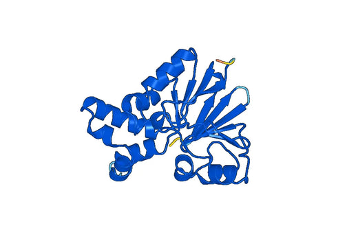 Recombinant Bacteriophage Lambda Serine/threonine-protein phosphatase Protein, C-His-Myc