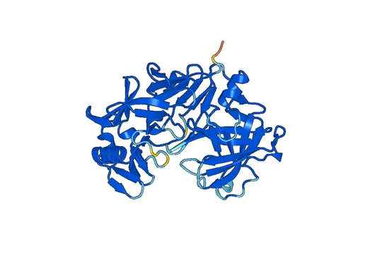 Recombinant Bovine PAG1/PSP-B, N-His