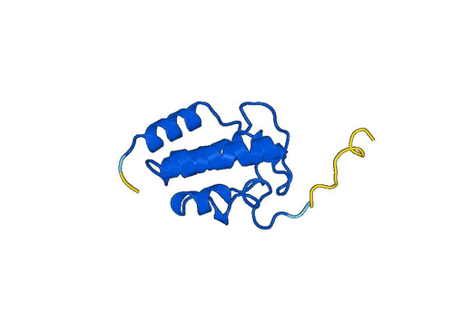 Recombinant Candida albicans CSA2 Protein, C-His