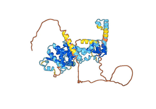 Recombinant CDV Protein N/Nucleoprotein, N-His