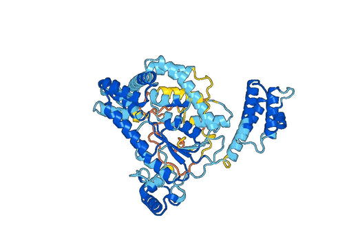 Recombinant Clostridium novyi Toxin A/tcdA Protein, N-His