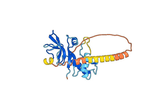 Recombinant CSFV glycoprotein E0/gp44/48 Protein, N-His-SUMO