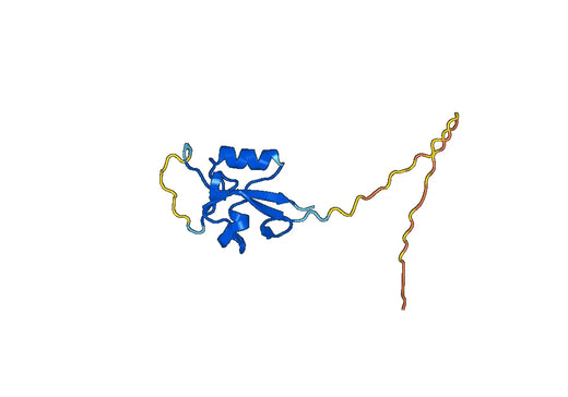 Recombinant Ectromelia virus A33R Protein, N-His & C-His