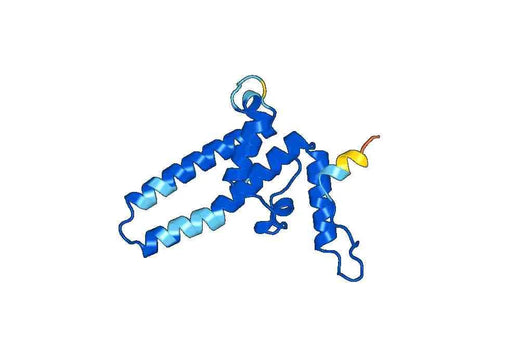 Recombinant HBcAg/HBV Capsid Protein, N-His & N-SUMO
