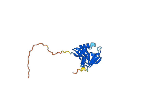 Recombinant Human AANAT, N-His