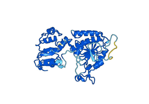 Recombinant Human AASS, N-His