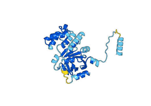 Recombinant Human ABCA3, N-His