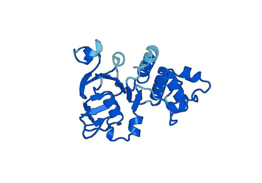 Recombinant Human ABCC2, N-His