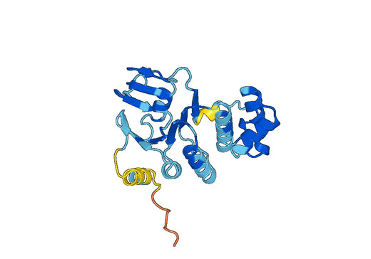 Recombinant Human ABCF1, N-His