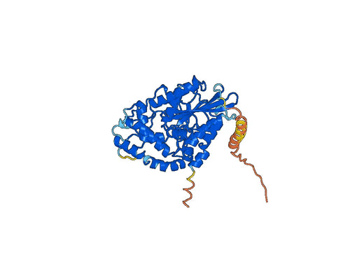 Recombinant Human ACP6, N-His