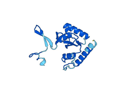 Recombinant Human ACSS1, N-His