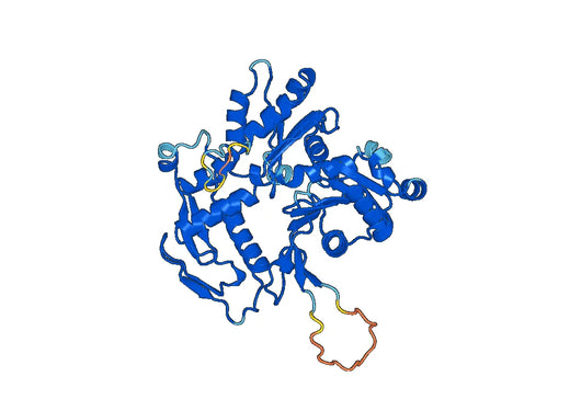 Recombinant Human ACTL6A Protein, N-His