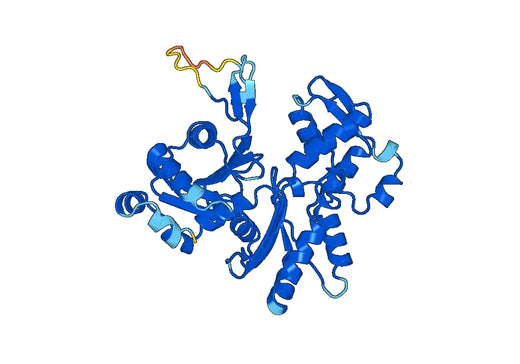 Recombinant Human ACTL7A Protein, N-His
