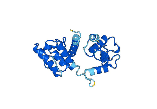 Recombinant Human ACTN1 Protein, N-His