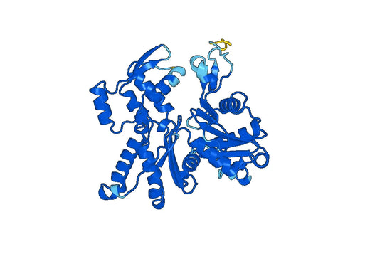 Recombinant Human ACTR2 Protein, N-His