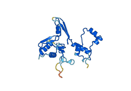 Recombinant Human ACTR5 Protein, N-His