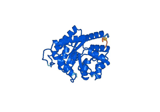 Recombinant Human ADA/Adenosine deaminase Protein, N-His-SUMO