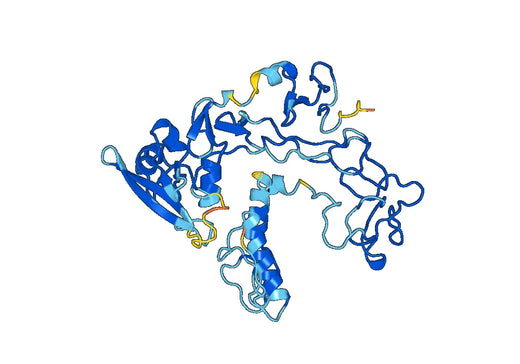 Recombinant Human ADAM19, N-His