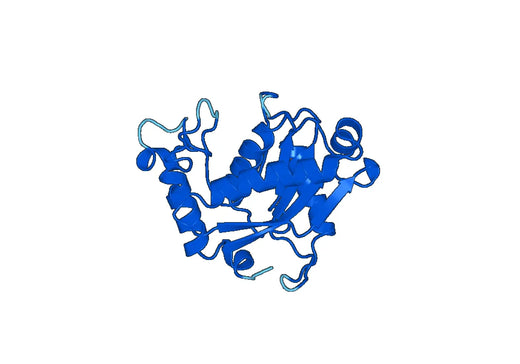 Recombinant Human ADAMTS1, N-His