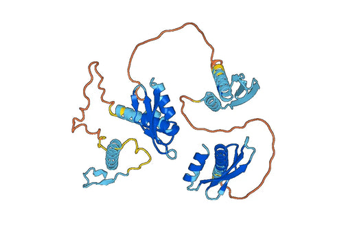 Recombinant Human ADAR/IFI4, N-His