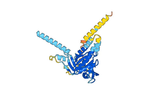 Recombinant Human ADCY8 Protein, N-His