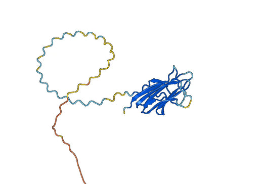 Recombinant Human Adiponectin/ACRP30/ADIPOQ, N-His