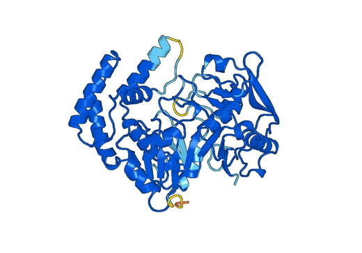Recombinant Human ADSS2 Protein, N-His