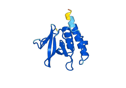 Recombinant Human AFAP1L2 Protein, N-His