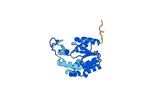 Recombinant Human AK3, N-His