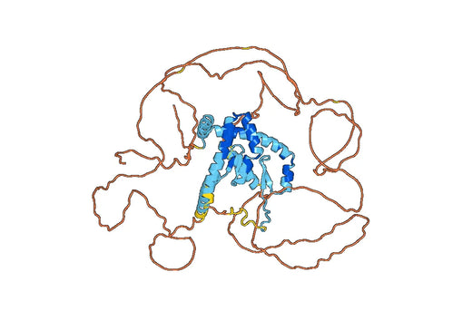 Recombinant Human AKAP8 Protein, N-GST