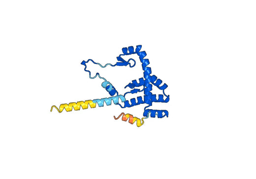 Recombinant Human AKAP8L Protein, N-His