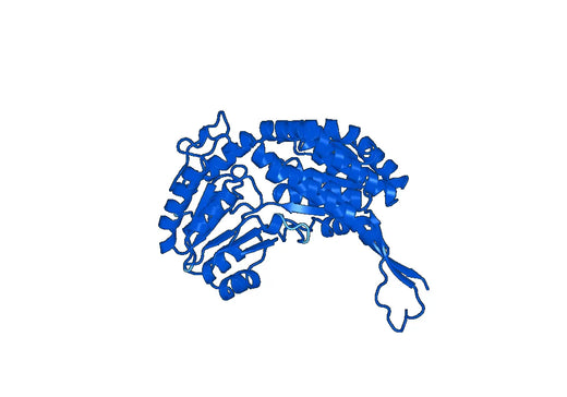Recombinant Human ALDH3A2 Protein, N-His