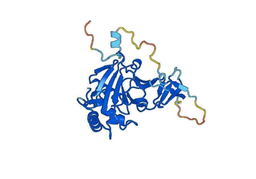 Recombinant Human ALKBH4 Protein, N-His