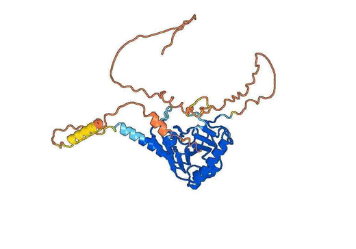 Recombinant Human ALKBH5 Protein, N-His
