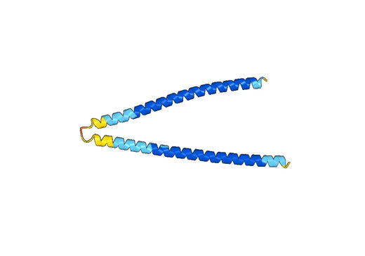 Recombinant Human AMOT Protein, N-His