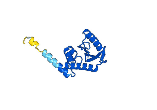 Recombinant Human AP1S2, N-His