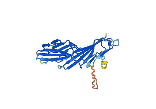 Recombinant Human AP2M1, N-His