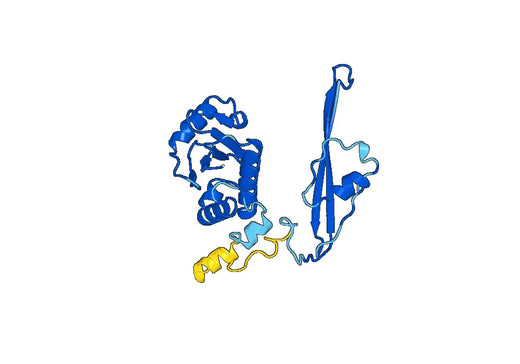 Recombinant Human AP3M1, N-His