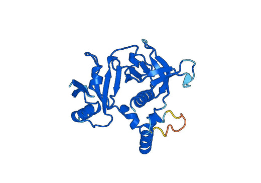 Recombinant Human APBB1IP Protein, N-His