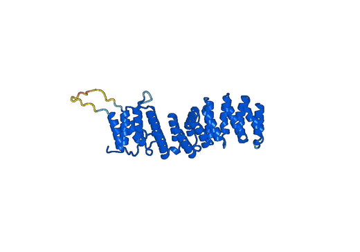 Recombinant Human API5, N-His